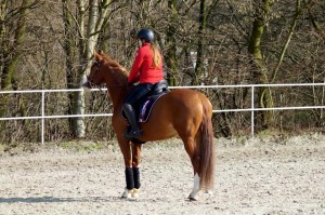 Arthrose Pferde und Narkolepsie