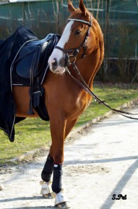 Arthrose Pferde und Narkolepsie