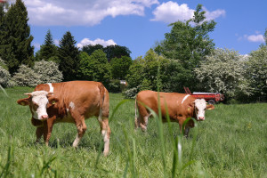 Viehwirtschaft in Bayern - Beruf Landwirt