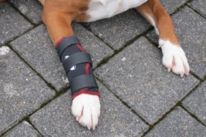 Hund Bandage Vorderbein - sinnvoll 