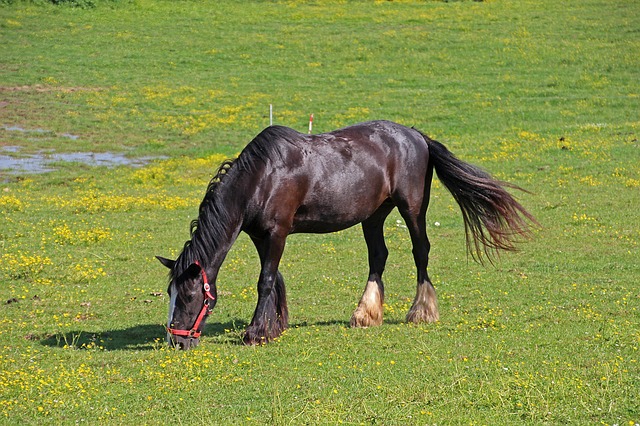 Pferdekrankheit Arthrose